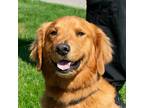 Adopt Reese a Golden Retriever / Mixed dog in Troy, OH (41476276)