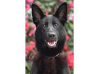 Adopt Opal von Owen a Black German Shepherd Dog / Mixed dog in Los Angeles