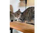 Adopt ROBERTA a Domestic Shorthair / Mixed (short coat) cat in Hartville