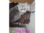 Adopt Judy Hopps a Gray or Blue Exotic (short coat) cat in Joplin, MO (41476334)