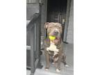 Adopt Ace a Gray/Silver/Salt & Pepper - with White American Pit Bull Terrier /