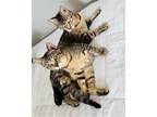 Adopt Juju a Gray or Blue Domestic Mediumhair / Mixed cat in Frisco