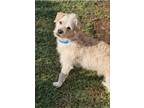 Adopt Briscoe a White - with Tan, Yellow or Fawn Terrier (Unknown Type