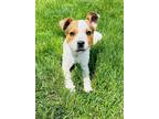 Adopt Cowboy a Cattle Dog / Mixed dog in Germantown, OH (41474017)
