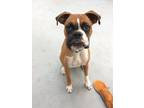 Adopt Brady a Tan/Yellow/Fawn - with White Boxer / Mixed dog in San Antonio