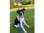 Adopt Rosabelle a American Pit Bull Terrier / Mixed dog in Germantown