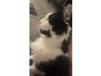 Adopt Misty a Black & White or Tuxedo Domestic Longhair / Mixed (long coat) cat