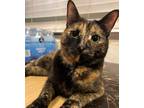Adopt Maze a Tortoiseshell Domestic Shorthair / Mixed (short coat) cat in Rock