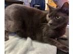 Adopt Ty a Gray or Blue Domestic Shorthair cat in SAINT AUGUSTINE, FL