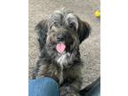 Adopt Kona a Brindle - with White Maltipoo / Mixed dog in Mission Viejo