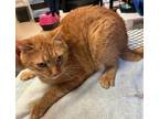 Adopt Beau a Orange or Red Domestic Shorthair cat in SAINT AUGUSTINE, FL