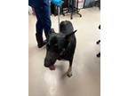 Adopt Destiny a Black German Shepherd Dog dog in SAINT AUGUSTINE, FL
