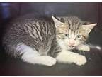 Adopt Picante a Brown Tabby Domestic Shorthair cat in SAINT AUGUSTINE, FL