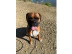 Adopt Gus a Brindle Boxer / Mixed dog in Clovis, CA (41476283)