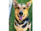 Adopt Sadie a Black - with Tan, Yellow or Fawn German Shepherd Dog / Mixed dog