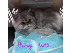 Adopt Mirage a Gray, Blue or Silver Tabby Persian (long coat) cat in Joplin