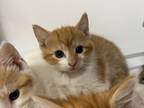 Adopt Sandbridge a Domestic Shorthair / Mixed (short coat) cat in Raleigh