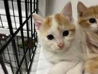 Adopt Chincoteague a Domestic Shorthair / Mixed (short coat) cat in Raleigh