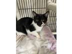 Adopt Jupiter a Domestic Shorthair / Mixed (short coat) cat in Gillette