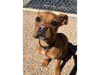 Adopt Brutus a Boxer / Mixed Breed (Medium) / Mixed dog in Gillette