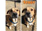 Adopt Scout a Affenpinscher / Mixed dog in Pierceton, IN (41471696)