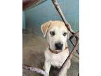 Adopt Shadowfax a White Husky / Boxer / Mixed dog in Joplin, MO (41476236)