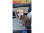 Adopt Gigi a Tan/Yellow/Fawn - with White Beagle / Mixed dog in Statesville