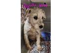 Adopt Psylocke a White Schnauzer (Miniature) / Mixed dog in Joplin