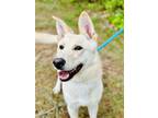 Adopt Milo a Tan/Yellow/Fawn German Shepherd Dog / Mixed dog in Jackson