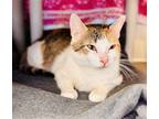 Adopt Nilla a Brown Tabby Domestic Shorthair / Mixed (short coat) cat in