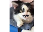 Adopt Larry a Domestic Shorthair / Mixed (short coat) cat in Lunenburg