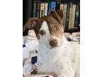 Adopt Daisy Mae a White - with Brown or Chocolate Mixed Breed (Small) / Mixed