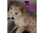 Adopt General Dognobi a White - with Tan, Yellow or Fawn Poodle (Miniature) /