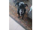 Adopt Shadow a Black Labrador Retriever / Mixed dog in Cape Coral, FL (41476246)