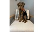 Adopt Gus a Black - with Tan, Yellow or Fawn Welsh Terrier / Mixed dog in