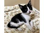 Adopt WHISKERS a Black & White or Tuxedo Domestic Mediumhair / Mixed (medium