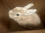 Adopt SUGAR a Other/Unknown / Mixed (medium coat) rabbit in Tustin