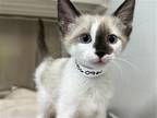 Adopt ARTHUR a Siamese / Mixed (medium coat) cat in Tustin, CA (41476213)