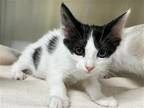 Adopt ELIZABETH a White Domestic Mediumhair / Mixed (medium coat) cat in Tustin