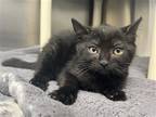 Adopt LUNA a All Black Domestic Mediumhair / Mixed (medium coat) cat in Tustin