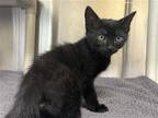 Adopt MILO a All Black Domestic Mediumhair / Mixed (medium coat) cat in Tustin