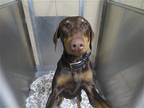 Adopt ZEKE a Brown/Chocolate Doberman Pinscher / Mixed dog in Tustin