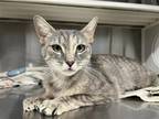 Adopt STRAWBERRY a Gray or Blue Domestic Mediumhair / Mixed (medium coat) cat in