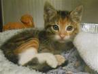 Adopt TASHA a Domestic Mediumhair / Mixed (medium coat) cat in Tustin
