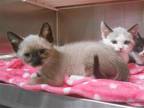 Adopt FELIX a Snowshoe / Mixed (medium coat) cat in Tustin, CA (41476201)