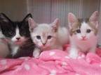 Adopt OLIVER a Siamese / Mixed (medium coat) cat in Tustin, CA (41476199)