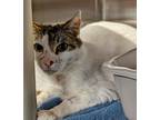 Adopt Nash a White (Mostly) Domestic Shorthair (short coat) cat in Shelby