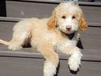 Adopt Angie a Red/Golden/Orange/Chestnut - with White Aussiedoodle / Poodle