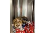 Adopt Olive and Fiona a Calico or Dilute Calico Tabby / Mixed (long coat) cat in