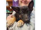 Adopt Taffy a German Shepherd Dog / Mixed dog in Burnsville, NC (41472877)